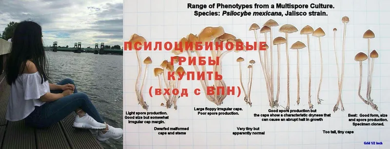 Псилоцибиновые грибы GOLDEN TEACHER  Уяр 